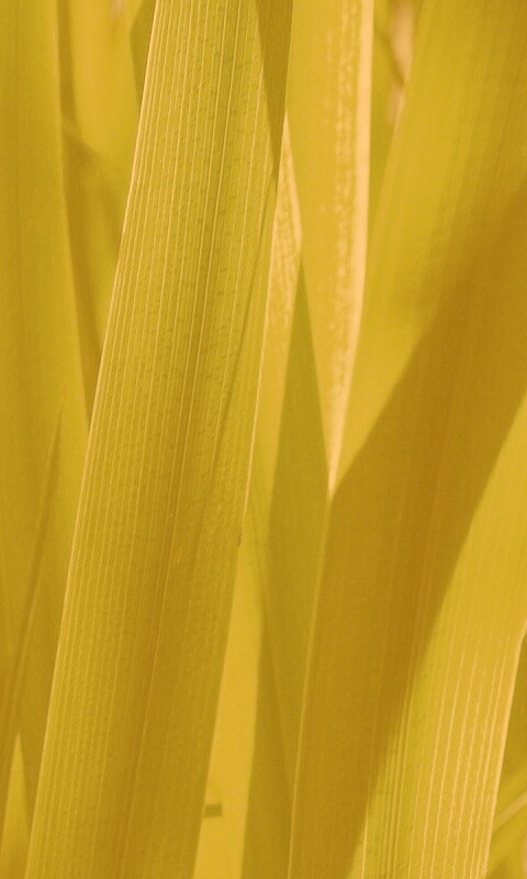 Стебли травы обои