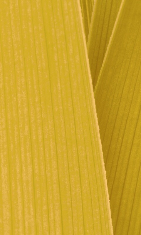 Стебли обои