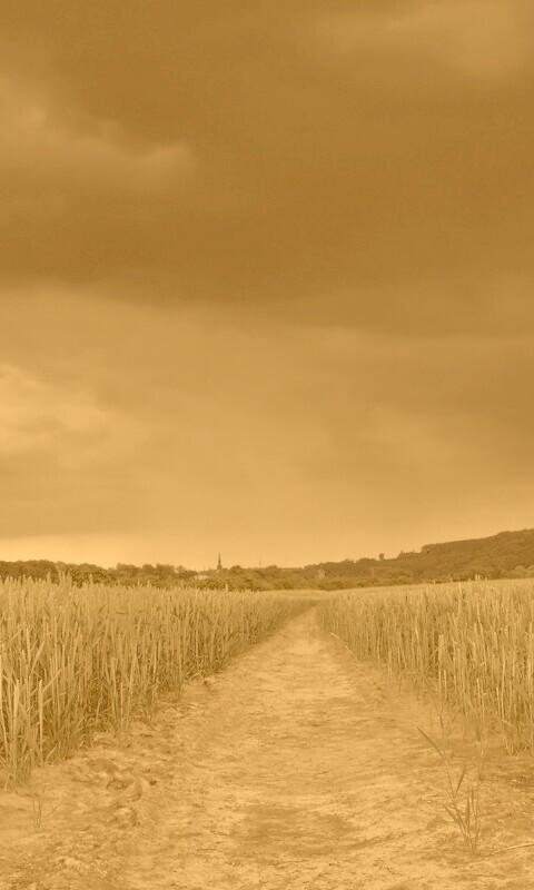 Поле ночью обои