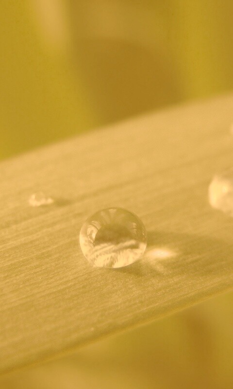 Капли росы на листе обои