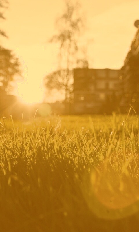 Трава во дворе обои