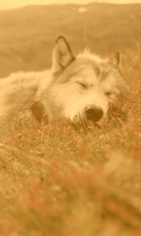 Лапа в цветах обои