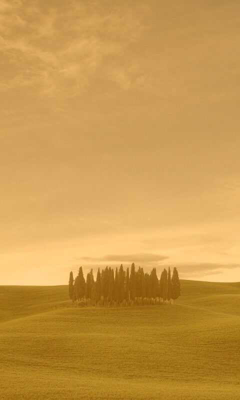 Обособленная рощица обои