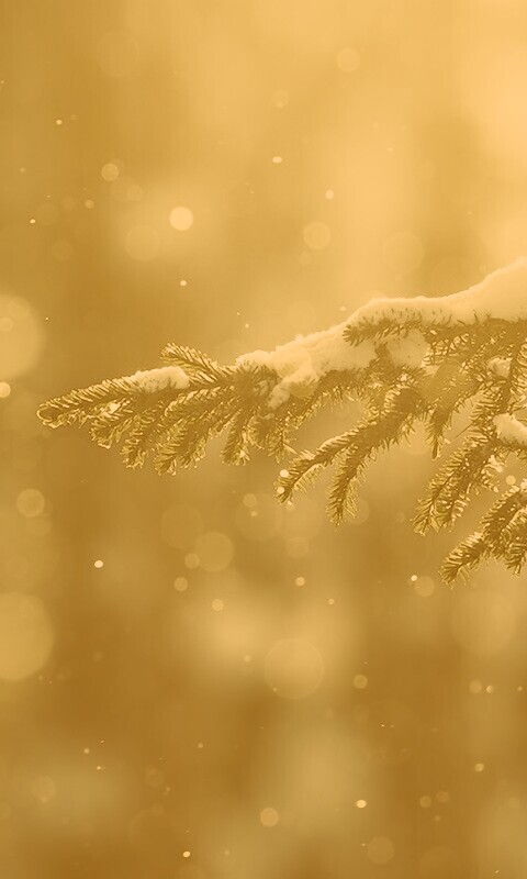 Еловая лапа обои