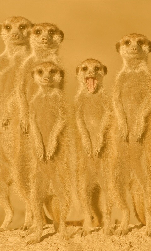 Сурикаты обои