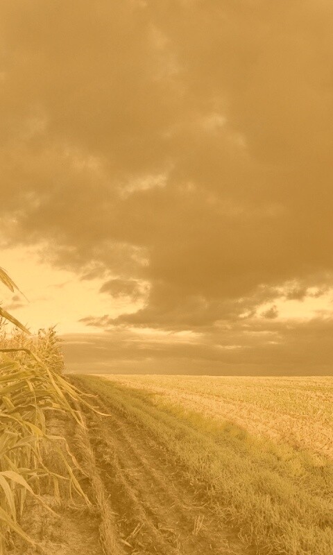 Кукурузное поле обои