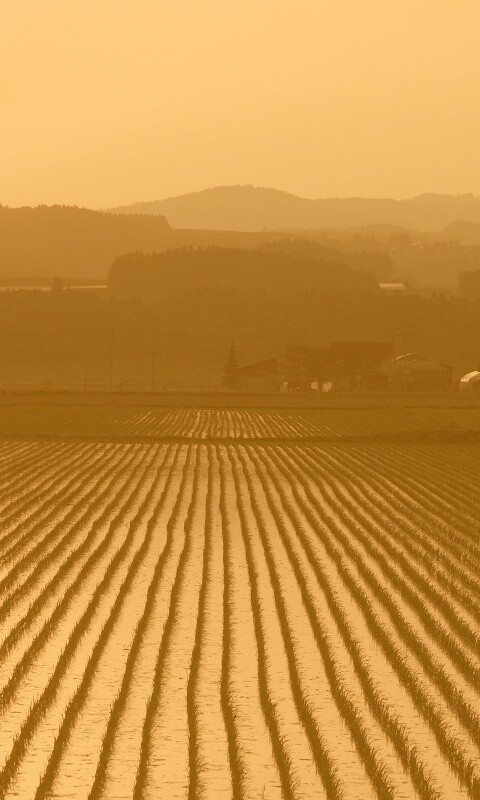 Рисовые поля обои