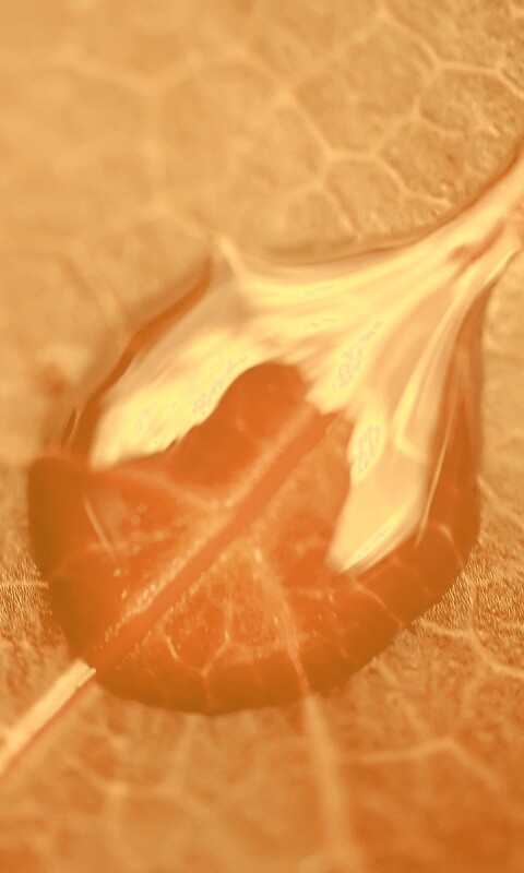 Две капли на красном листке обои