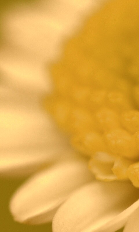 Хризантема обои