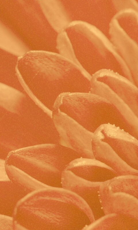 Лепестки хризантемы обои