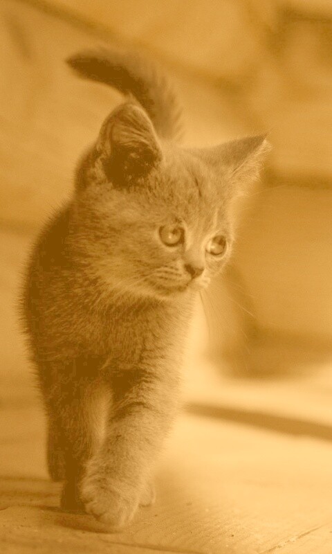 Маленький дымчатый котенок обои
