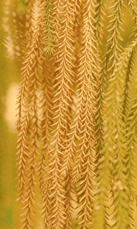 Зеленые колючки обои