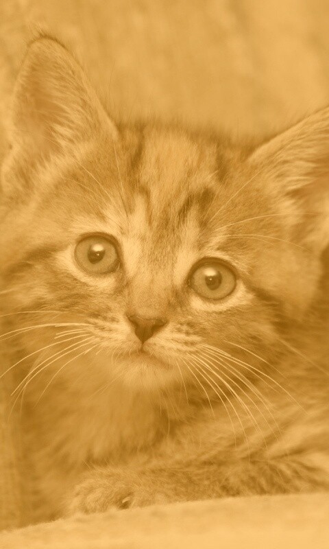 Милый маленький котенок обои