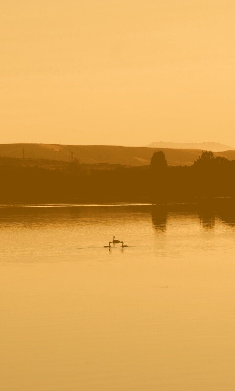 Утиное озеро обои