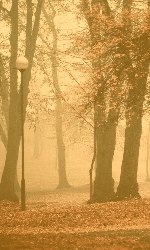 Парк красных листьев обои