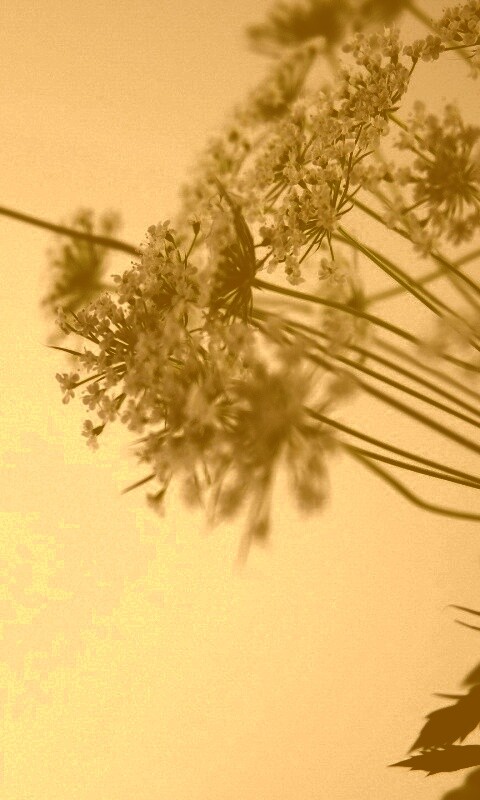 Цветы в макро обои