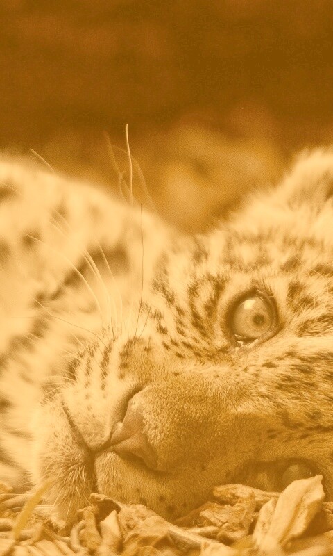 Гепард котенок обои