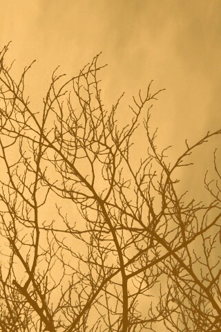 Ветвистое дерево обои