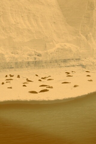 Спящие тюлени обои