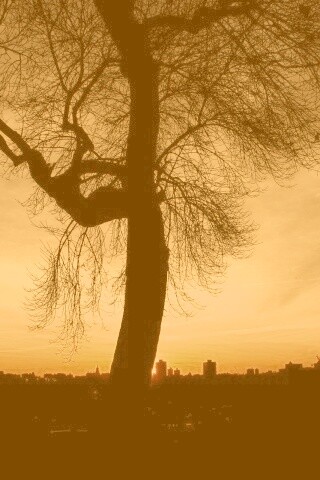 Одинокое дерево обои