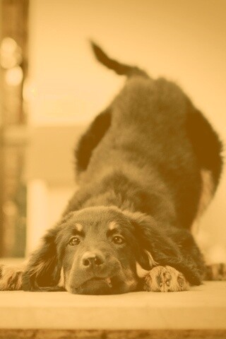 Игривый пес обои