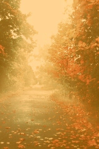 Желтая дорога обои