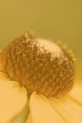 Золотой цветок обои