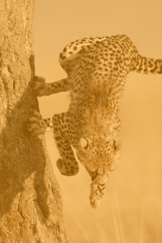 Скалолаз обои