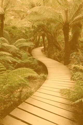 Дорожка в зарослях обои