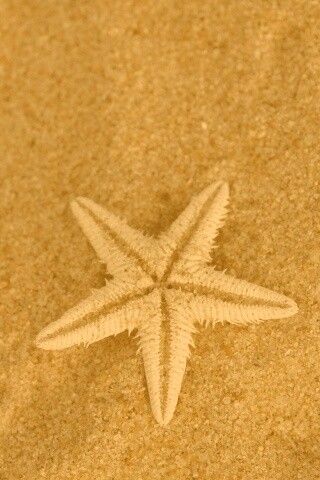 Морская звезда на песке обои