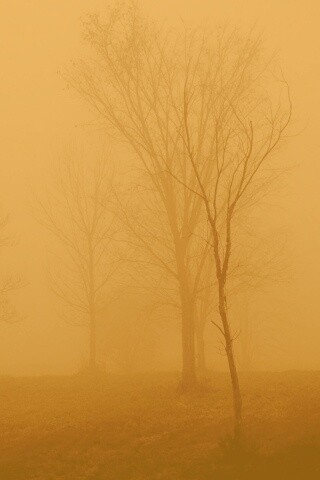 Деревья в тумане обои