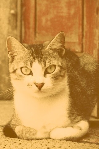 Кошечка на подстилке обои