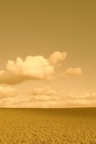 Обака над бескрайними полями обои