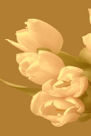 Розовый букет обои