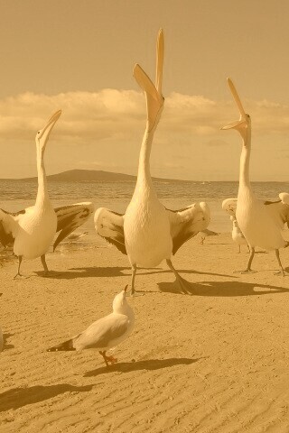 Пеликаны и чайки обои