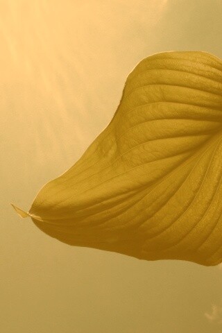 Листик тянется к солнцу обои