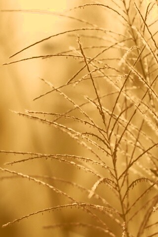 Макро фото растения обои