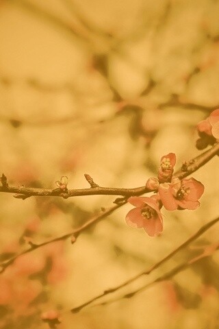 Весеннее цветение обои