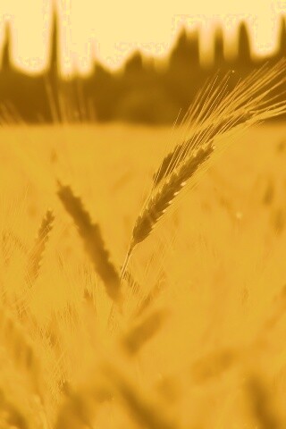 Пшеничное поле обои