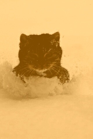 Недовольный кот в сугробе обои