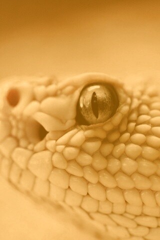 Змея альбинос обои