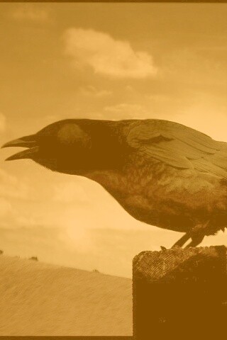 Чёрный ворон обои