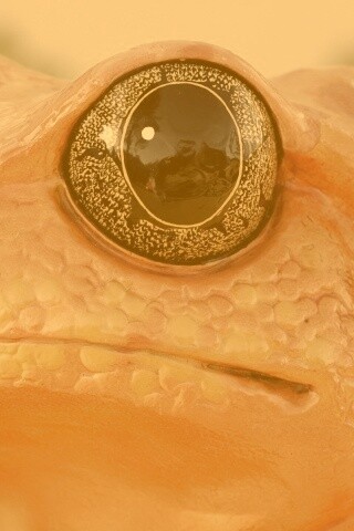 Красная лягушка обои