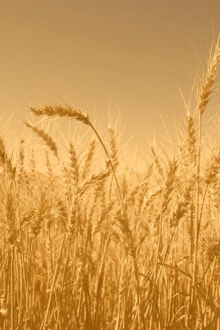 Пшеничные колосья обои