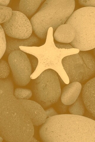 Звезда на морской гальке обои