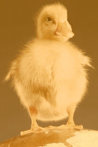 Утёнок на глобусе обои