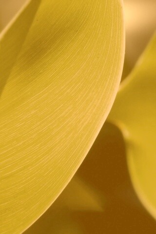 Лист на просвет обои