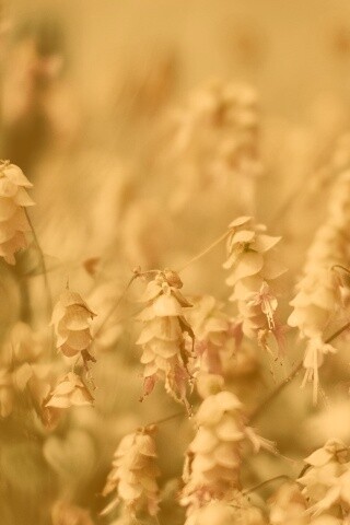 Висящие цветочки обои