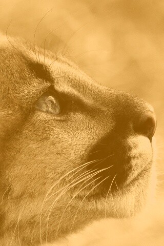 Оцелот смотрит вдаль обои