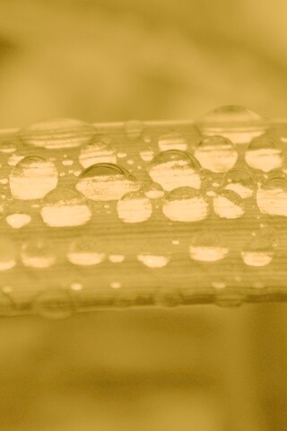 Капли на травинке обои